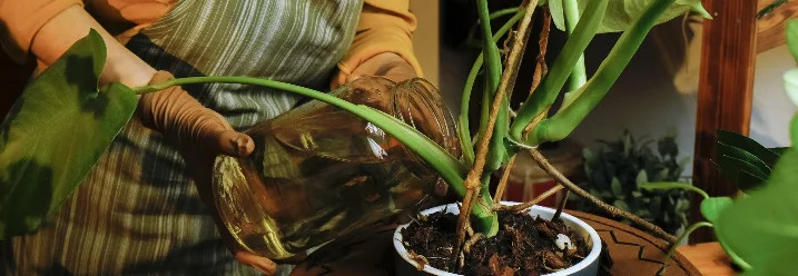 Person gießt Pflanze mit Glaskanne